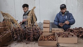 FOTO: Ramadan dan Popularitas Kurma Palestina