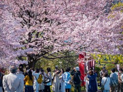 Mau Lihat Bunga Sakura di Jepang? Ini Jadwal dan Lokasinya di Tahun 2024