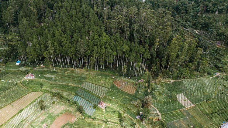 Ilustrasi Manfaat Hutan