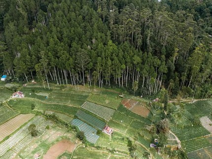 Hari Hutan Internasional, Yuk Ajak Si Kecil Belajar Tentang Pentingnya Hutan Bun