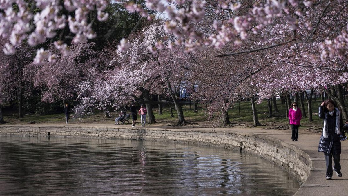 FOTO: Cantik Bunga Sakura di Washington yang Mekar Tergesa-gesa