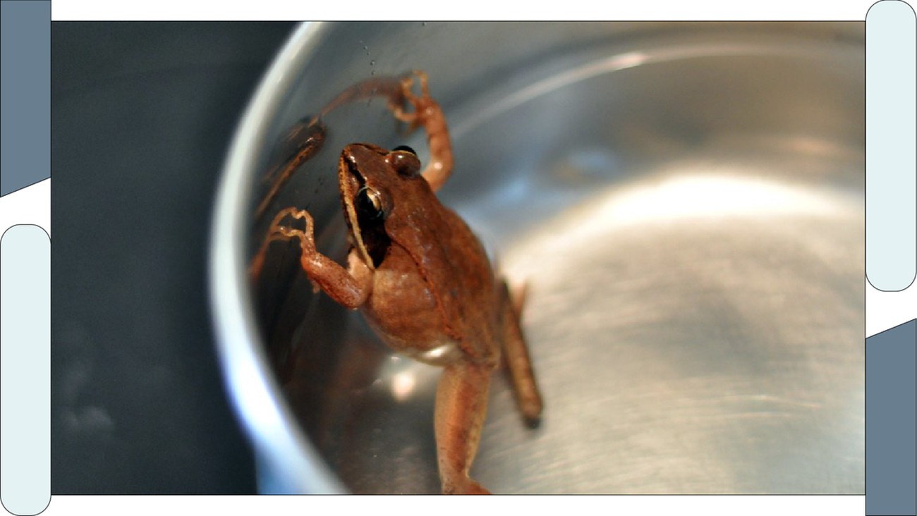 Boiling Frog Syndrome: Ketika Menarik Diri Lebih Baik daripada Beradaptasi