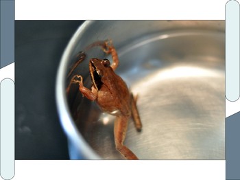 Boiling Frog Syndrome: Ketika Menarik Diri Lebih Baik daripada Beradaptasi