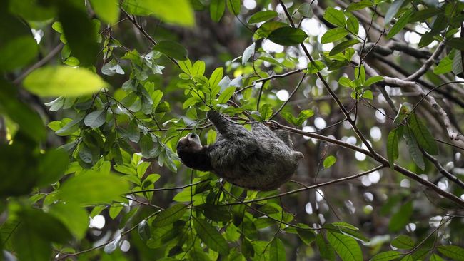 Pemanfaatan sumber daya hutan sangat beragam dan mencakup berbagai sektor. Berikut bentuk pemanfaatan sumber daya hutan di Indonesia.