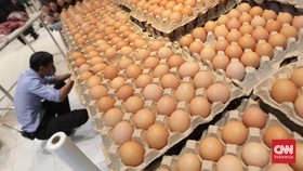Harga Telur Ayam Melejit, Tembus Rp38 Ribu per Kg di Papua Barat