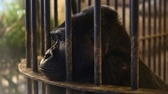 FOTO: Gorilla Paling Kesepian Terkurung 30 Tahun di Mall Bangkok