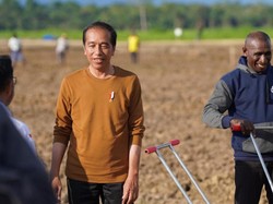 Jokowi Sulap Eks Kebun Sawit Jadi Lahan Jagung 10 Ribu Ha di Papua