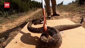 VIDEO: Merusak Lingkungan, Festival Ular Derik Di Texas Dikecam