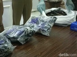 Penyelundupan Gagak untuk Ritual Mistis ke Solo Sudah 4 Kali Dilakukan