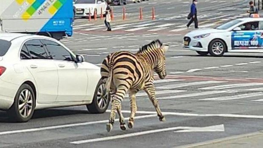 Kabur dari Kebun Binatang, Zebra Ini Berkeliaran di Pusat Kota Seoul Kabur dari Kebun Binatang, Zebra Ini Berkeliaran di Pusat Kota Seoul