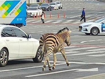 Kabur dari Kebun Binatang, Zebra Ini Berkeliaran di Pusat Kota Seoul