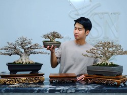 Berawal Iseng Budidaya Bonsai, Pesulap Jusin Clasic Raih Investasi Menguntungkan