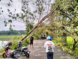 Hujan Disertai Angin Kencang Terjang Bandung, Sejumlah Pohon Tumbang