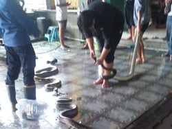 Momen Geger 5 Ular Sanca Nyelonong ke Restoran di Jalan Wonosari