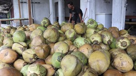 Buka-bukaan Pengusaha soal Kelangkaan Kelapa Bulat Picu PHK