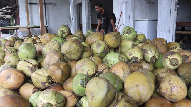 Kemenperin menilai tata kelola kelapa harus segera ditetapkan mengingat kelangkaan bahan baku telah berdampak pada aktivitas industri dan PHK.