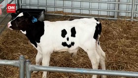 VIDEO: Mengenal Happy, Anak Sapi dengan Corak Senyum di Tubuh