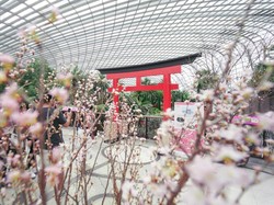 Buat Liburan Berkesan, Indahnya Bunga Sakura Bermekaran Ada di Singapura