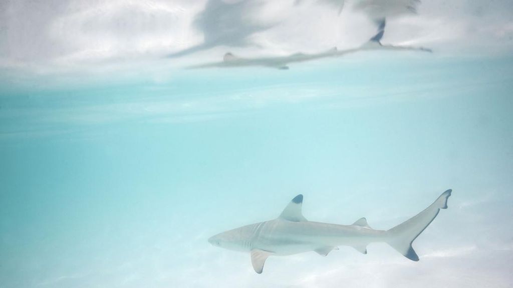 Perairan Bahama Tercemar, Peneliti Temukan Hiu 'Konsumsi' Kokain