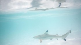 Perairan Bahama Tercemar, Peneliti Temukan Hiu 'Konsumsi' Kokain