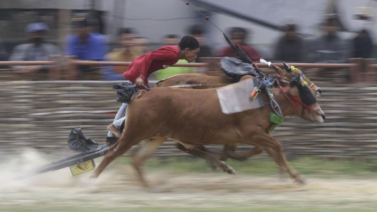 Final Karapan Sapi di Bangkalan Jatim Ricuh, Anggota Brimob Kena Bacok