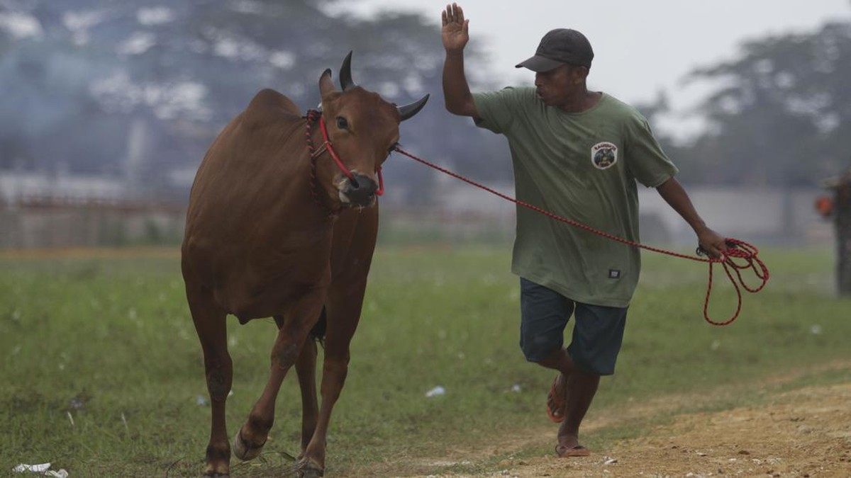 FOTO: Karapan Sapi, Merawat Tradisi Kebanggaan Orang Madura