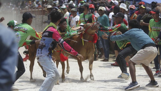 FOTO: Karapan Sapi, Merawat Tradisi Kebanggaan Orang Madura