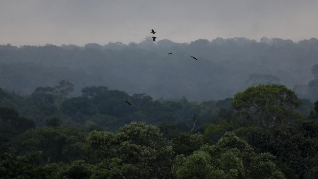 Pesawat yang membawa lima orang jatuh di sarang aligator rawa-rawa hutan Amazon, Bolivia, pada pekan lalu.