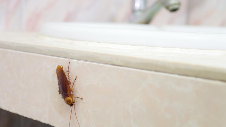 Close-up image of cockroach in house on background of water closet.