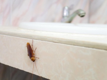 9 Cara Mengusir Kecoak di Kamar Mandi, Dijamin Ampuh Bun
