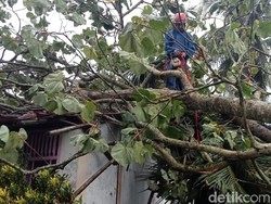 Pohon Timpa Sejumlah Rumah Imbas Cuaca Ekstrem di Ciamis