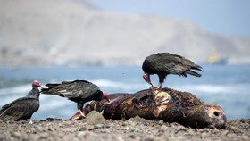 FOTO: Flu Burung Melanda Chile, Manusia pun Terjangkit