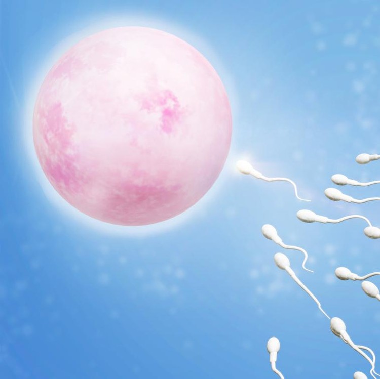 Ilustrasi sperma dan sel telur atau ovum Ilustrasi sperma dan sel telur atau ovum