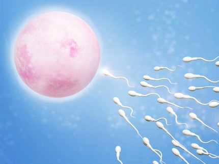 Mengenal Fertilisasi, Proses Peleburan antara Sel Telur dan Sel Sperma