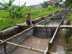 Warga di Mojokerto Sulap Sungai Kotor Jadi Keramba Budi Daya Ribuan Ikan