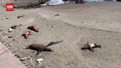 VIDEO: Puluhan Singa Laut Mati Akibat Flu Burung di Chile