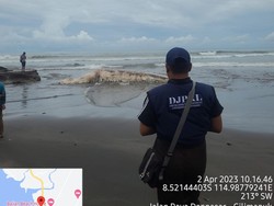 Bangkai Paus Bryde Terdampar di Pantai Batu Lumbang, Bobot Capai 2 Ton
