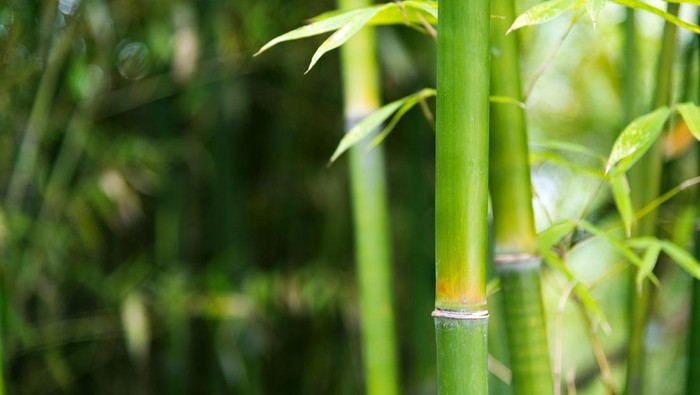 tanaman hias bambu