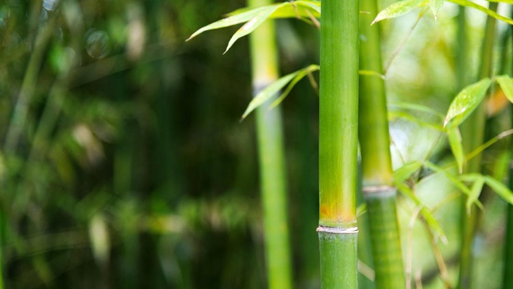 tanaman hias bambu