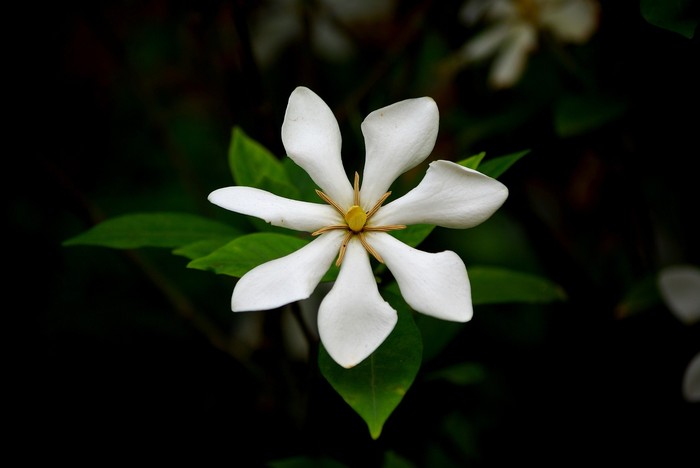 Ilustrasi bunga gardenia/Foto: Pixabay/KIMDAEJEUNG