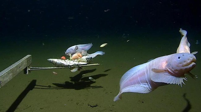 Ahli menemukan sekelompok ikan di dasar laut dengan kedalaman 8.336 meter. Satwa macam apa yang bisa hidup di sana?