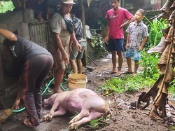 Rumah Warga Disambar Petir, TV Meledak-Ternak Babi Mati
