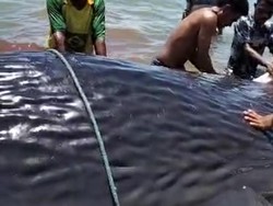 Ikan Paus Terdampar, Warga Potong Dagingnya untuk Dimakan-Dijual