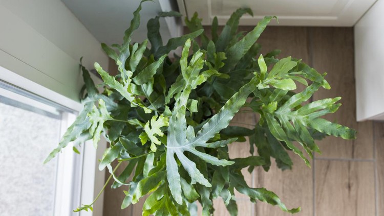 Top view of a plant of Blue Star fern (Phlebodium aureum), a fancy houseplant, on the floor in a house near a window.