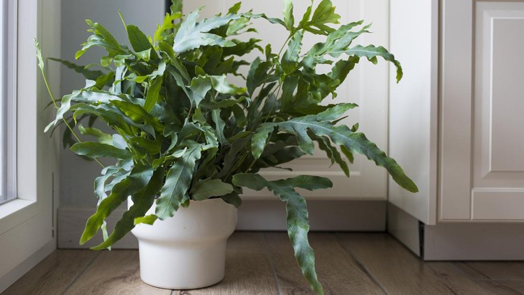 1419913528 A plant of Blue Star fern (Phlebodium aureum), a fancy houseplant, on the floor in a house near a window.