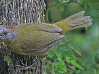 Heboh Burung Beracun Berkeliaran di Indonesia, Ini Dampaknya