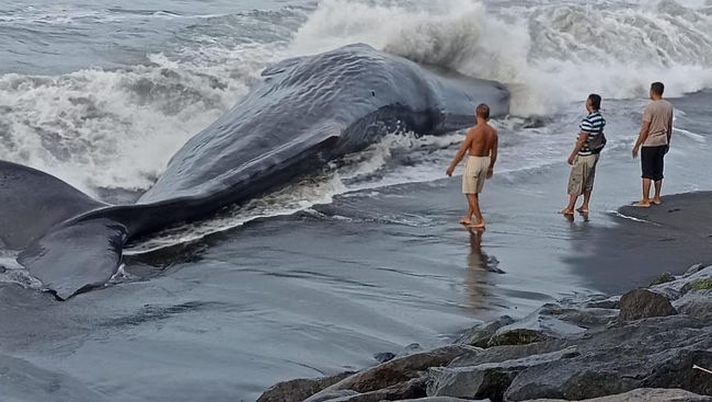 Ketika kabar paus sperma terdampar meluas, warga datang berbondong-bondong ke Pantai Rockingham untuk menonton dan berswafoto atau selfie.