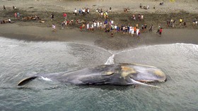 FOTO: Paus Sperma Terdampar di Bali Jadi Tontonan Warga