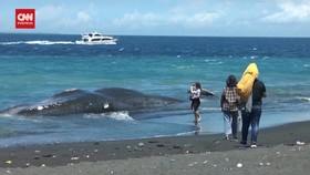 VIDEO: Evakuasi Paus Sperma Raksasa yang Terdampar Mati di Pantai Bali