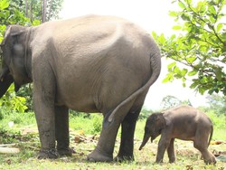 Lucu! Ada Gajah Sumatera Jantan Lahir di Riau Nih